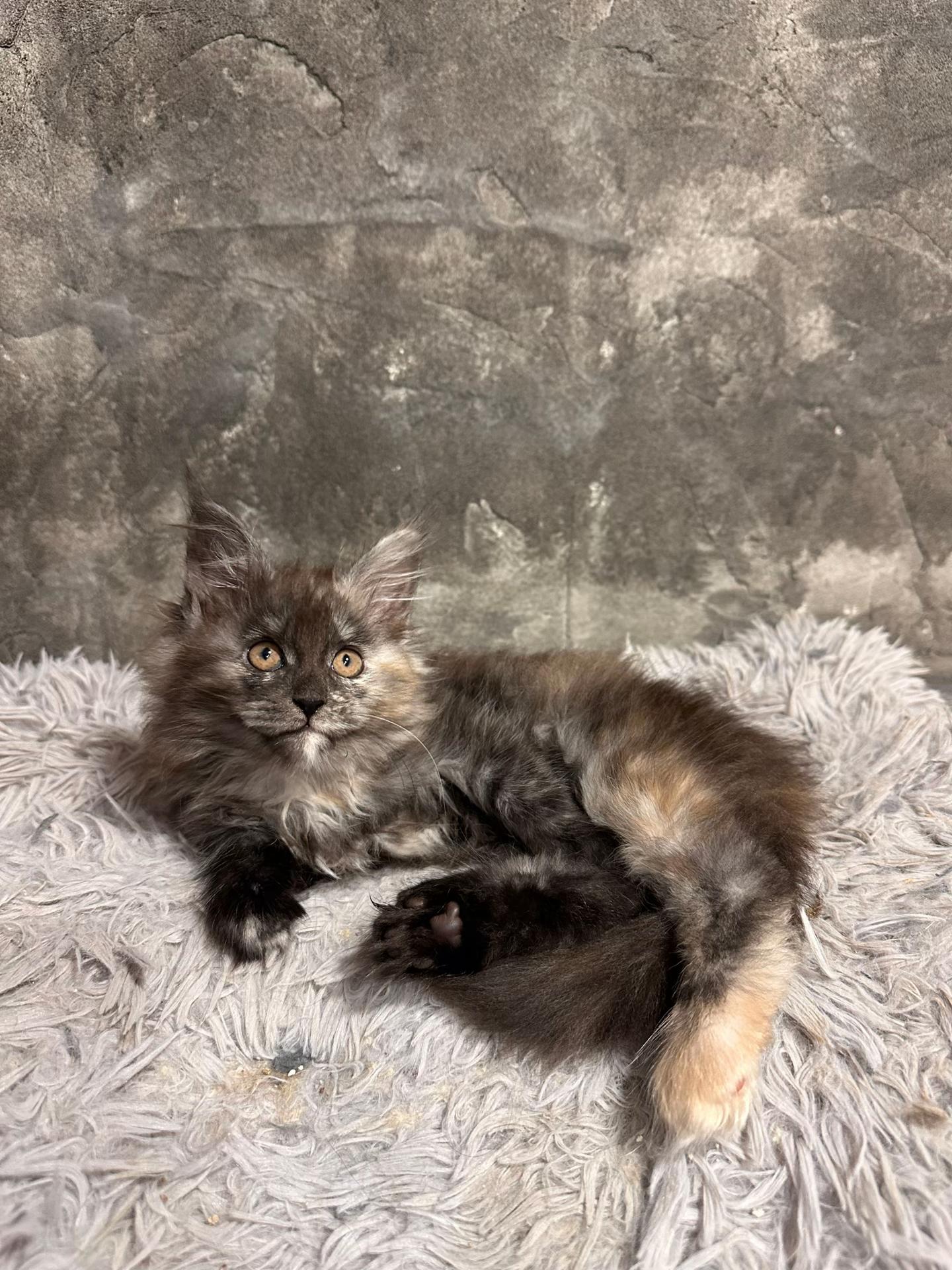 Simba